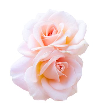 beyaz üzerine pembe Gül