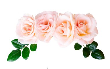 beyaz üzerine pembe Gül