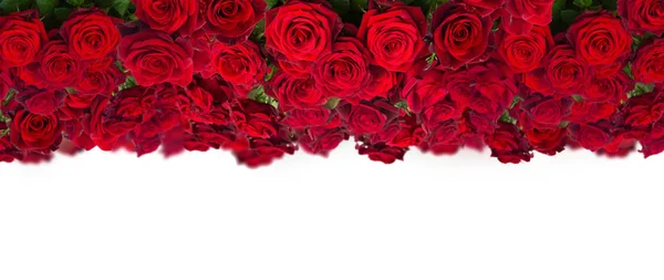 Strauß Dunkelroter Rosen Breites Banner Auf Weißem Hintergrund — Stockfoto