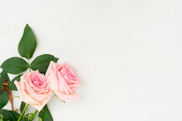 Frische Rosenblüten — Stockfoto