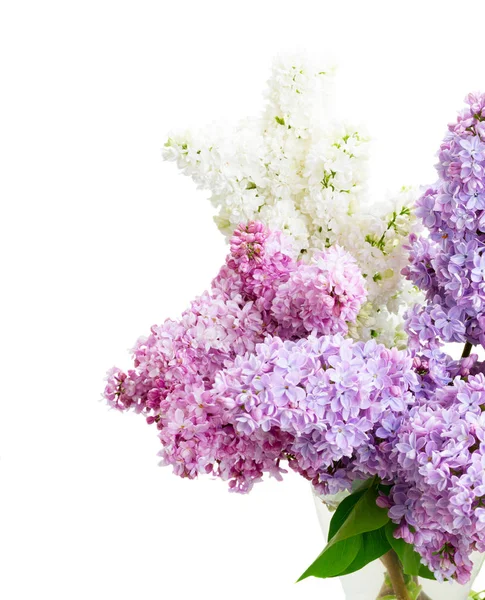 Frische Fliederblüten — Stockfoto