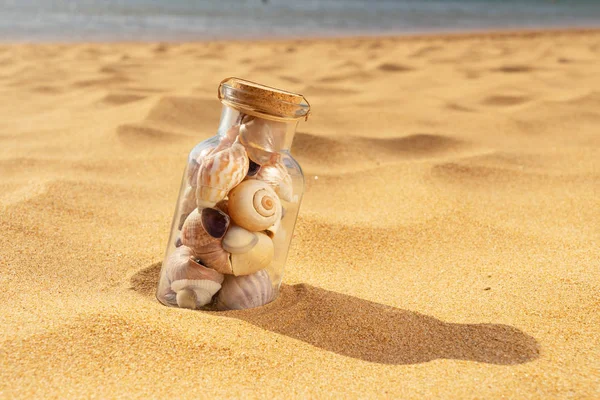 Seashells on summer beach — Stock Photo, Image