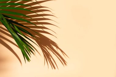 Yaz düzlüğü manzarası