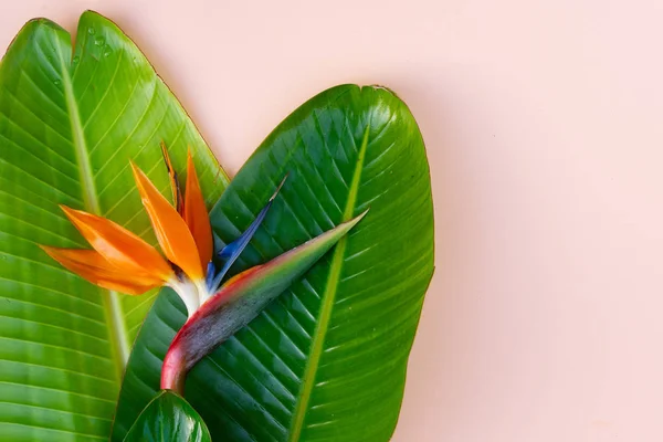 Verão flat lay cenário com flores strelizia — Fotografia de Stock