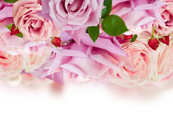 Розовые цветущие розы — стоковое фото