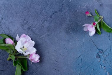 Bahar ağacı elma çiçekler