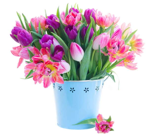 Tulipani freschi rosa — Foto Stock