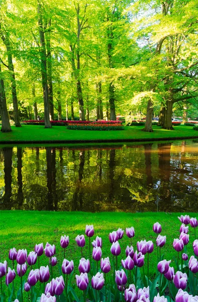 Spring pond in park — Stock Photo, Image