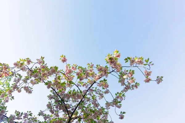 Kirsebærtræblomster - Stock-foto