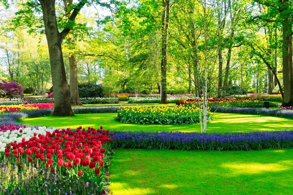 Fresh lawn with flowers — Stock Photo, Image