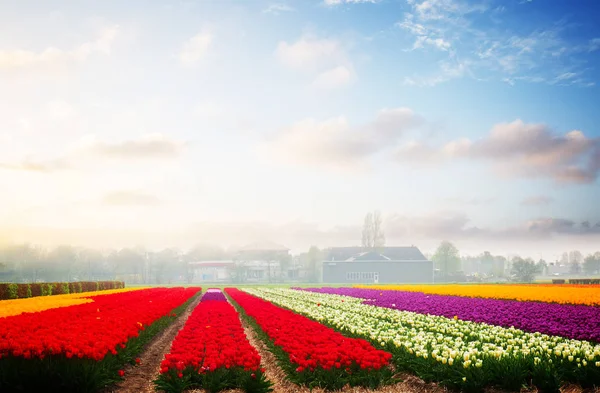 Řady tulipánových květin — Stock fotografie