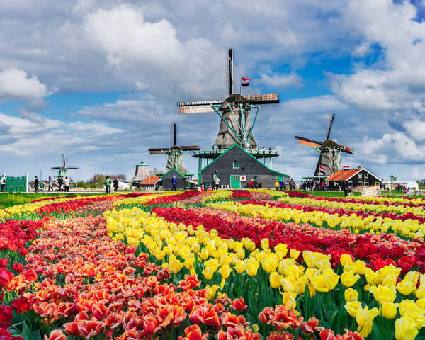 традиционные голландские пейзажи с ветряной мельницей Zaanse Schans с впечатляющим весенним облачным небом, Нидерланды
