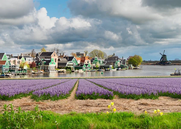 Hollanda rüzgar değirmenleri — Stok fotoğraf