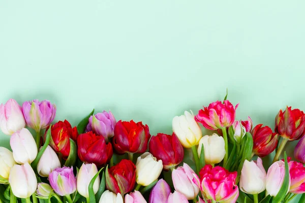 Świeże kwiaty tulipanów — Zdjęcie stockowe