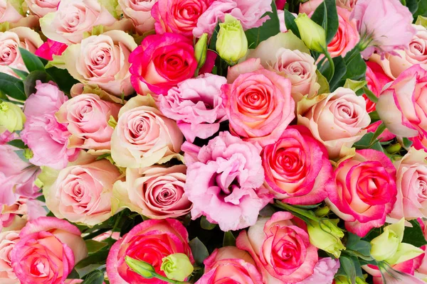 Verse rozenbloemen — Stockfoto
