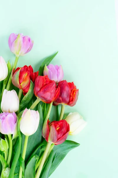 Fresh tulips flowers — Stock Photo, Image