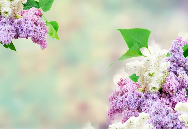 Frische Fliederblüten — Stockfoto