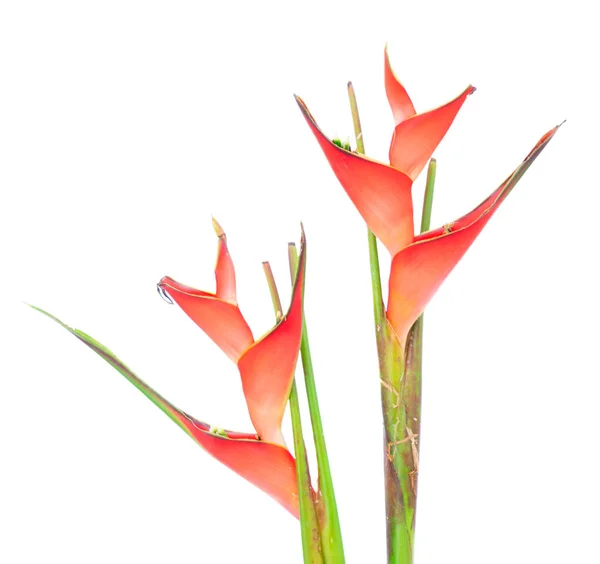 Heliconia flores rojas — Foto de Stock