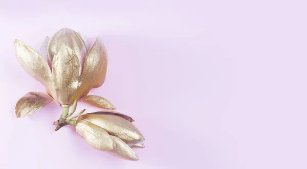Magnolia Flores en rosa —  Fotos de Stock