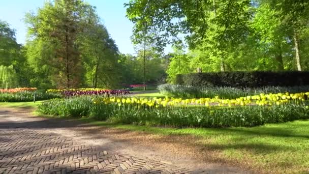Macizos de flores de tulipanes de primavera — Vídeos de Stock