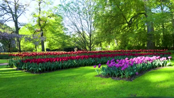 Růžové a červené tulipány — Stock video