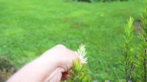 Drenken van rozemarijn kruid in de tuin — Stockvideo