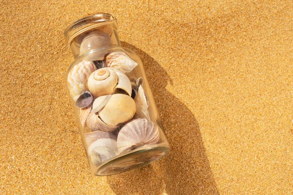 Seashells na praia de verão — Fotografia de Stock