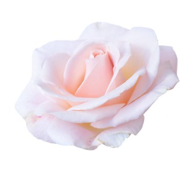 beyaz üzerine pembe Gül