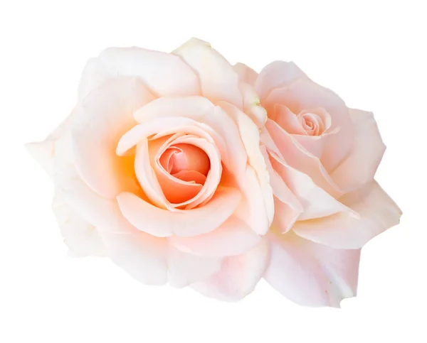 Rose rose sur blanc — Photo