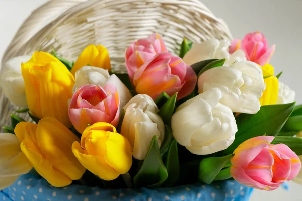 Tulipes roses, jaunes et blanches — Photo