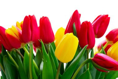 Taze lale çiçekleri