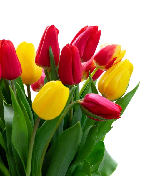 Fresh tulips flowers — Stock Photo, Image