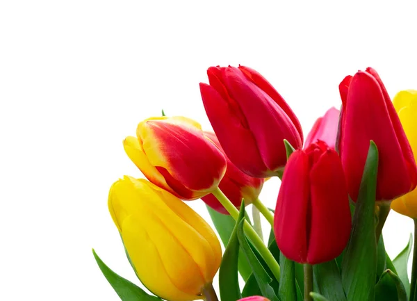 Fresh tulips flowers — Stock Photo, Image