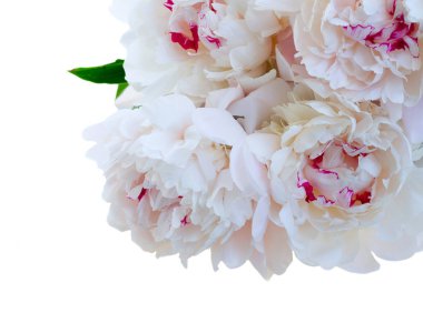 Taze şakayık çiçekleri