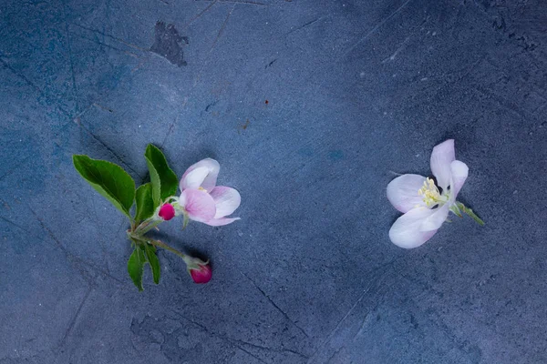 春のツリーのリンゴの花 — ストック写真