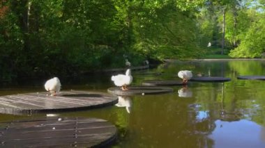 Parktaki bahar göleti