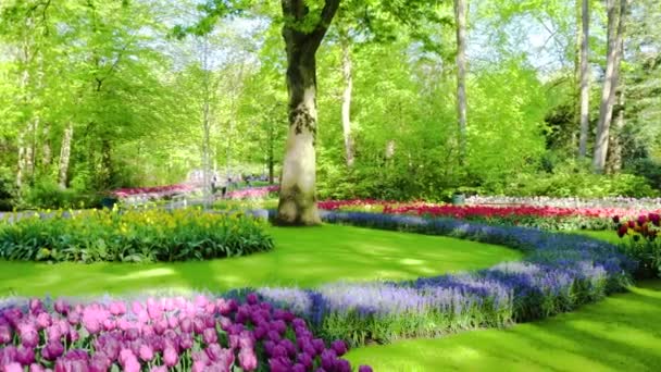 Frischer Rasen mit Blumen — Stockvideo