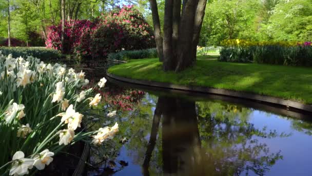 Pelouse fraîche avec des fleurs — Video