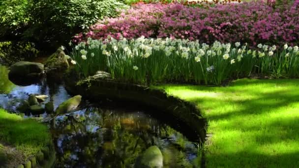 Gramado fresco com flores — Vídeo de Stock