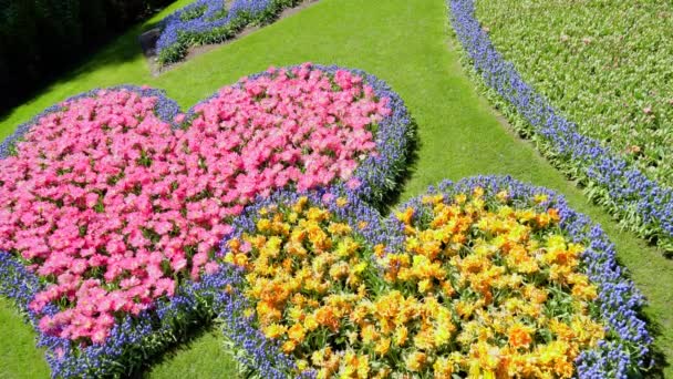 Свежий газон с цветами — стоковое видео