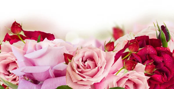 粉色绽放的玫瑰 — 图库照片