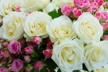 Pembe ve beyaz çiçek açan güller