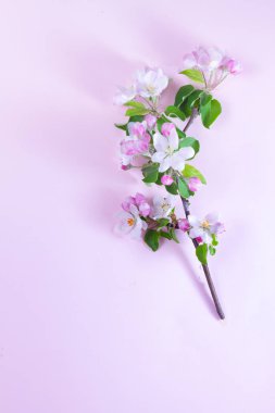 Bahar ağacı çiçekleri