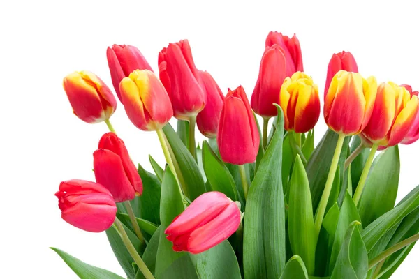 Fresh tulips flowers — Stock Photo, Image