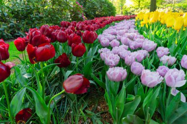 Çiçekli taze çimen