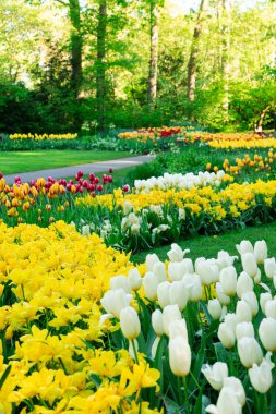 Pembe ve Kırmızı laleler