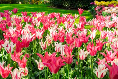 Çiçekli taze çimen