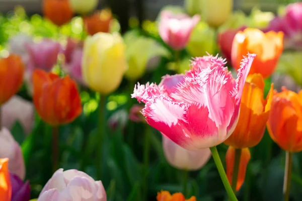 Lit de fleurs tulipes et cloche bleue — Photo