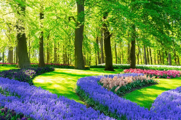 Tavaszi virágok a holland kert — Stock Fotó