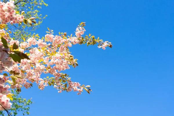 Körsbärsträdsblomma — Stockfoto